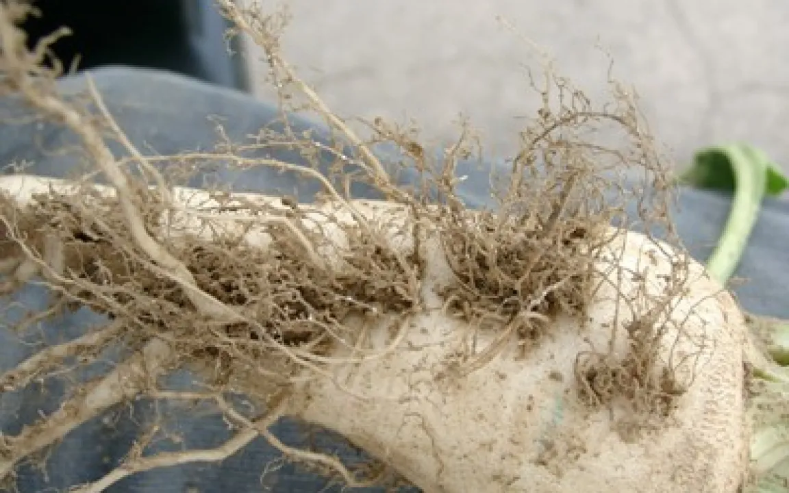 Zwischenfrüchte senken Nematodenbefall