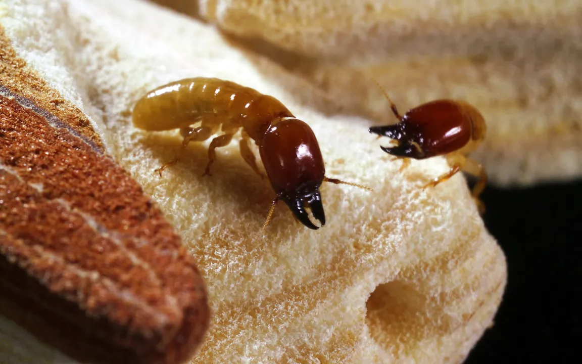 Mit Lockstoffen gegen Schädlinge