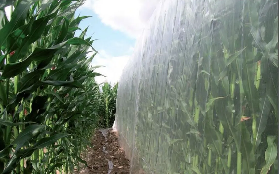 25 Jahre Biologische Sicherheitsforschung – kein Hinweis auf Schäden durch Gentechnik