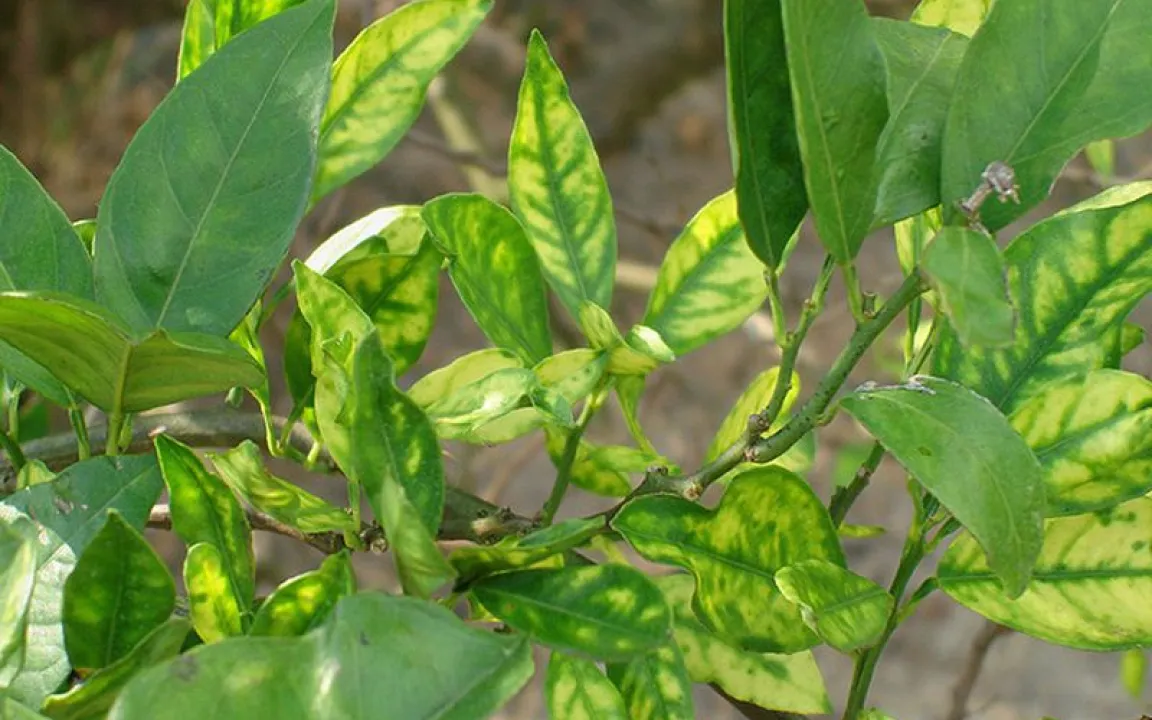 Mit Spinat-Genen gegen Citrus Greening