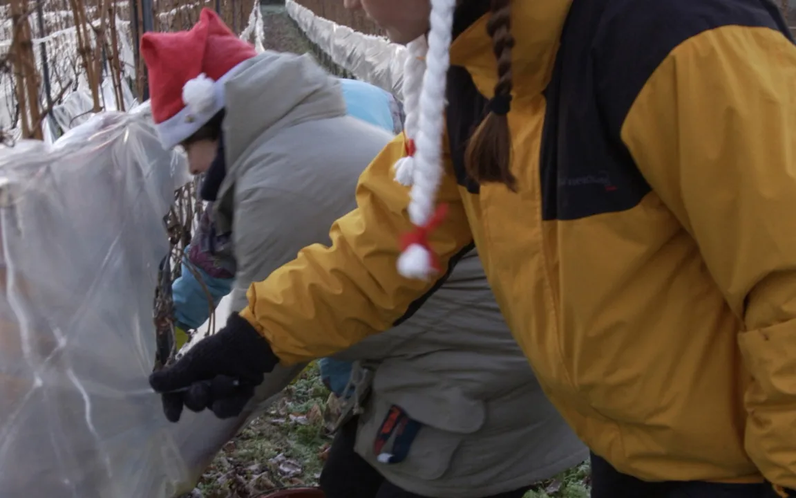 Wildes Wetter - weniger Wein