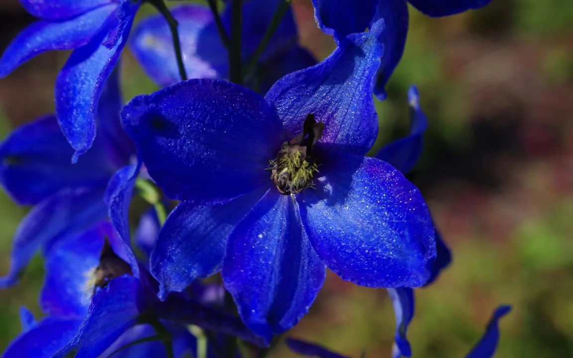 Giftpflanze des Jahres 2015: Der Rittersporn