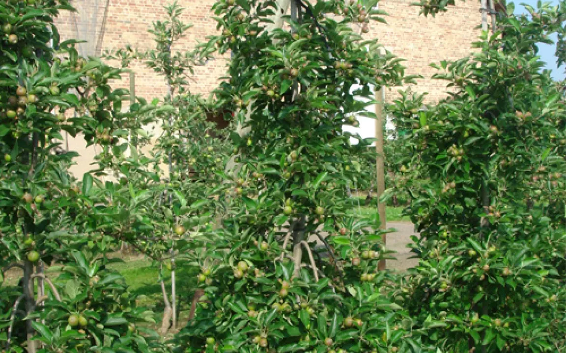 Ein Apfelbaum erzählt