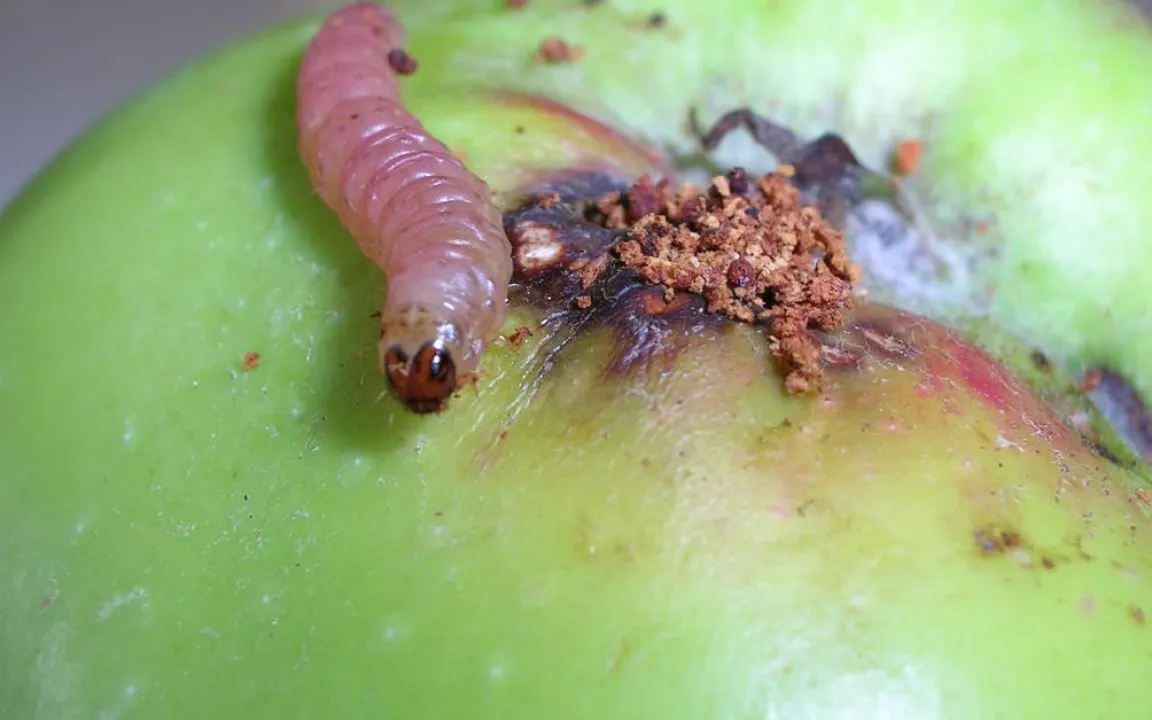 Resistente Apfelwickler trotzen biologischen Pflanzenschutzmitteln