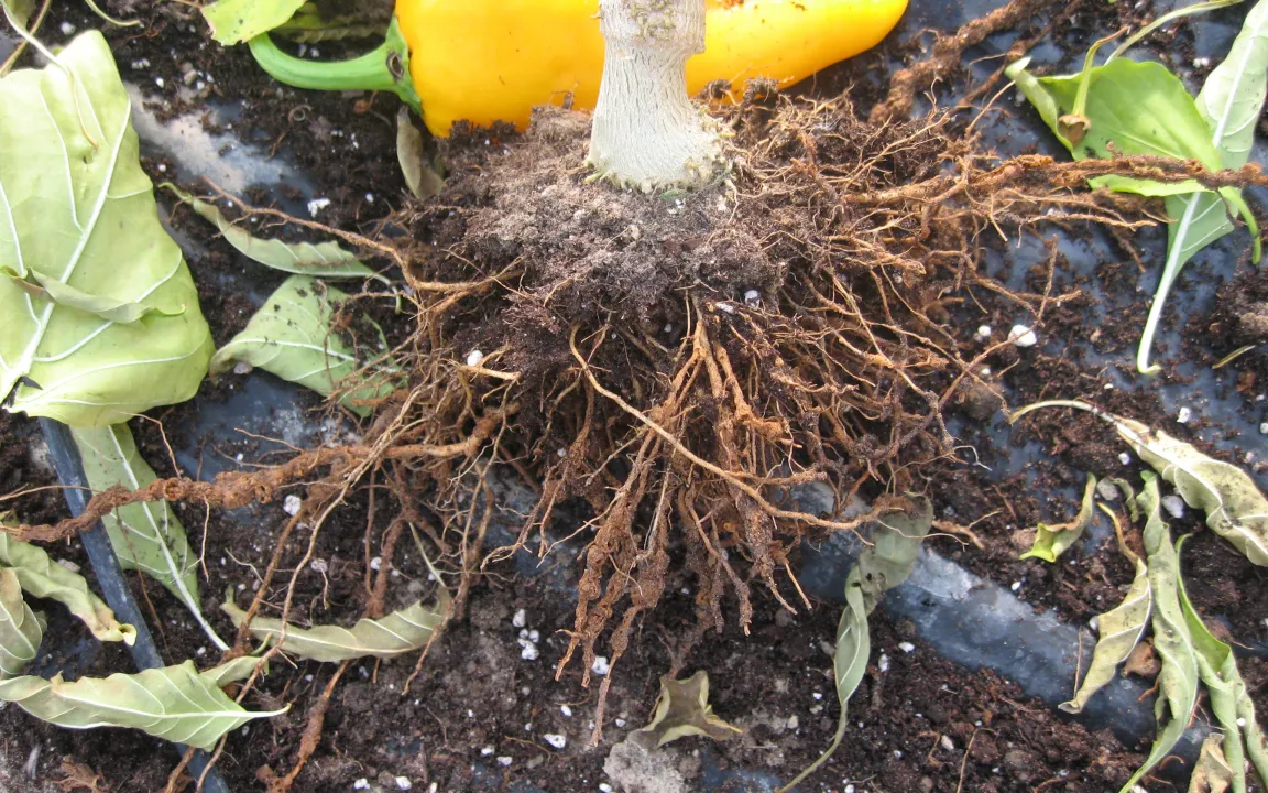 Gefürchteter Wurzelparasit aus Fernost: Der Chinesische Fadenwurm