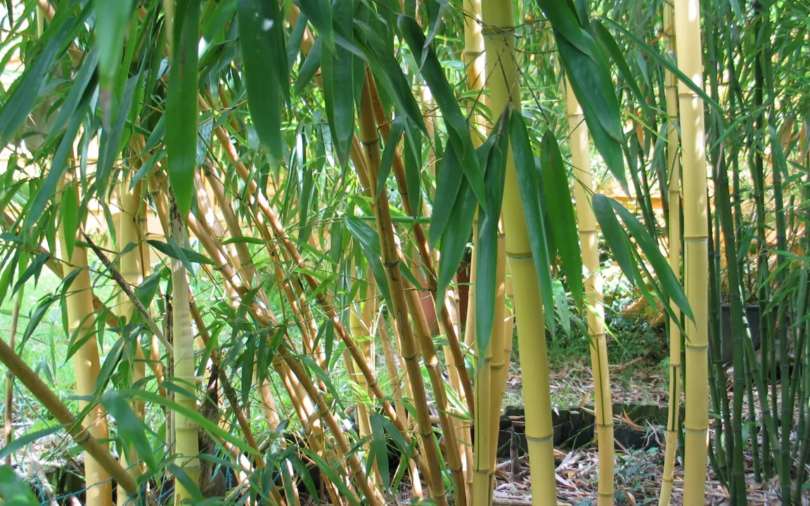 Bambusmilbe auf dem Vormarsch in deutschen Gärten