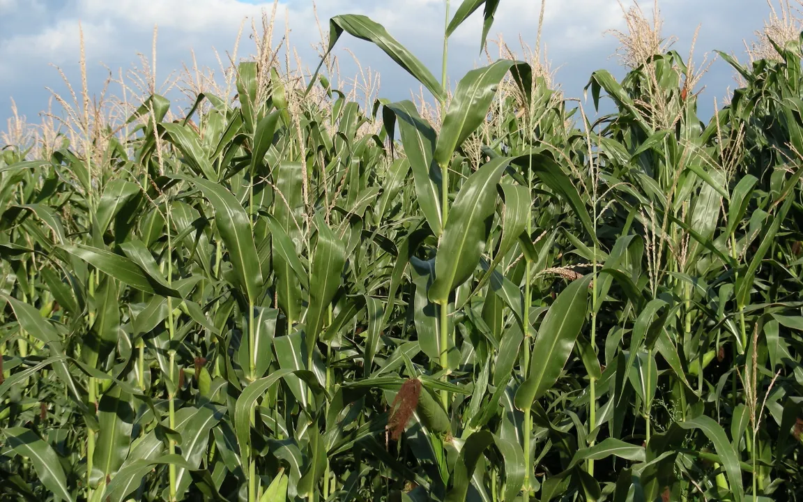 Fahndung nach dem Maiswurzelbohrer