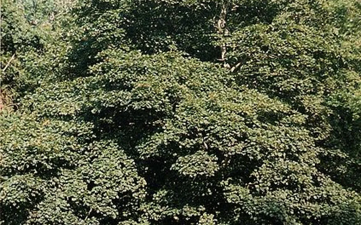 Wer wird Baum des Jahres 2010? Tippen Sie mit! 