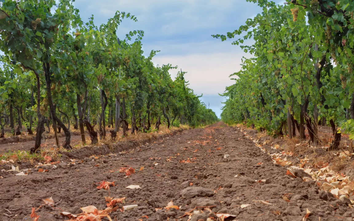 Ein Zeichen für den Boden:                                                                             Am 5. Dezember ist wie jedes Jahr Weltbodentag