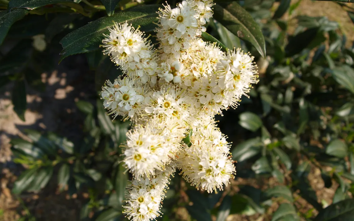 Der Kirschlorbeer ist Giftpflanze des Jahres 2013