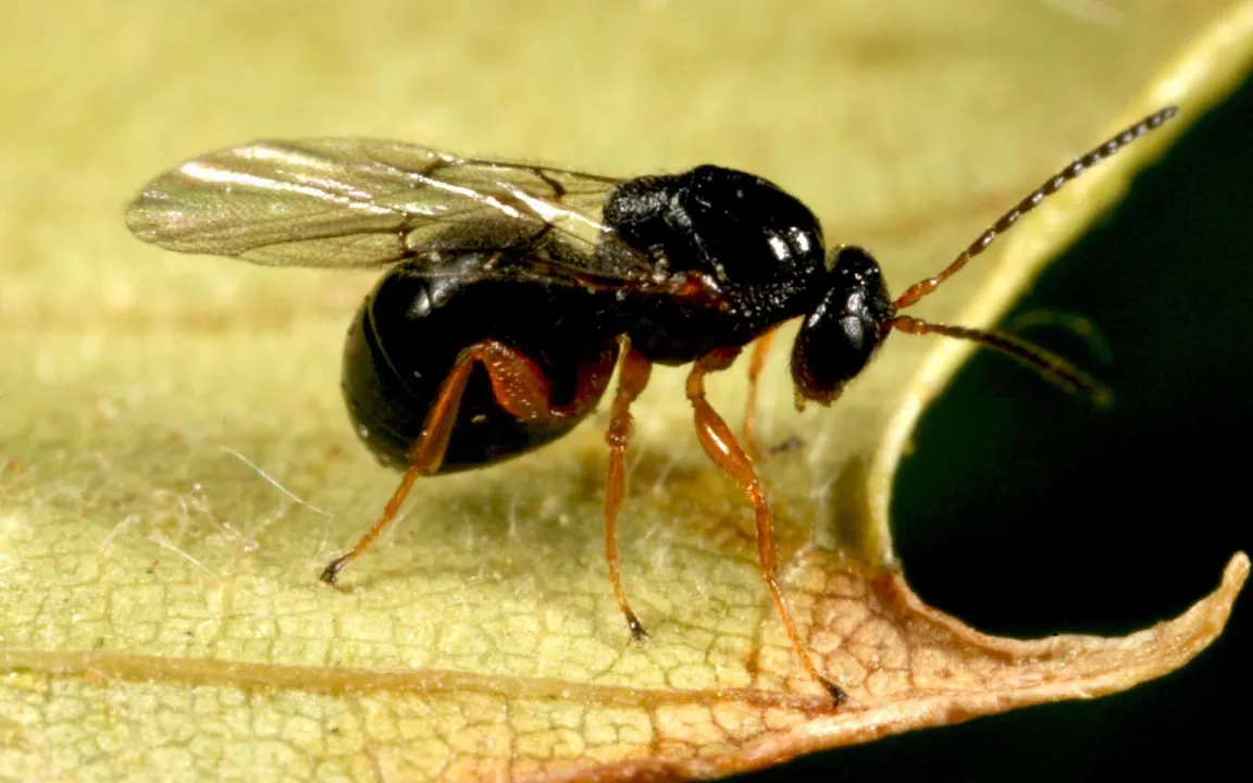 Die Edelkastanien-Gallwespe