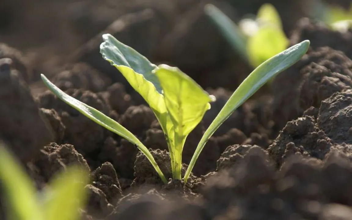 Weniger Pflanzenschutzmittel beim gv-Zuckerrübenanbau notwendig