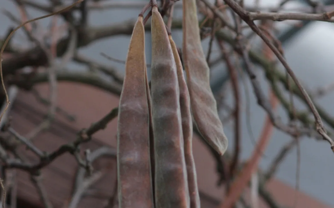 Blauregen – sein giftiger Winterschmuck 