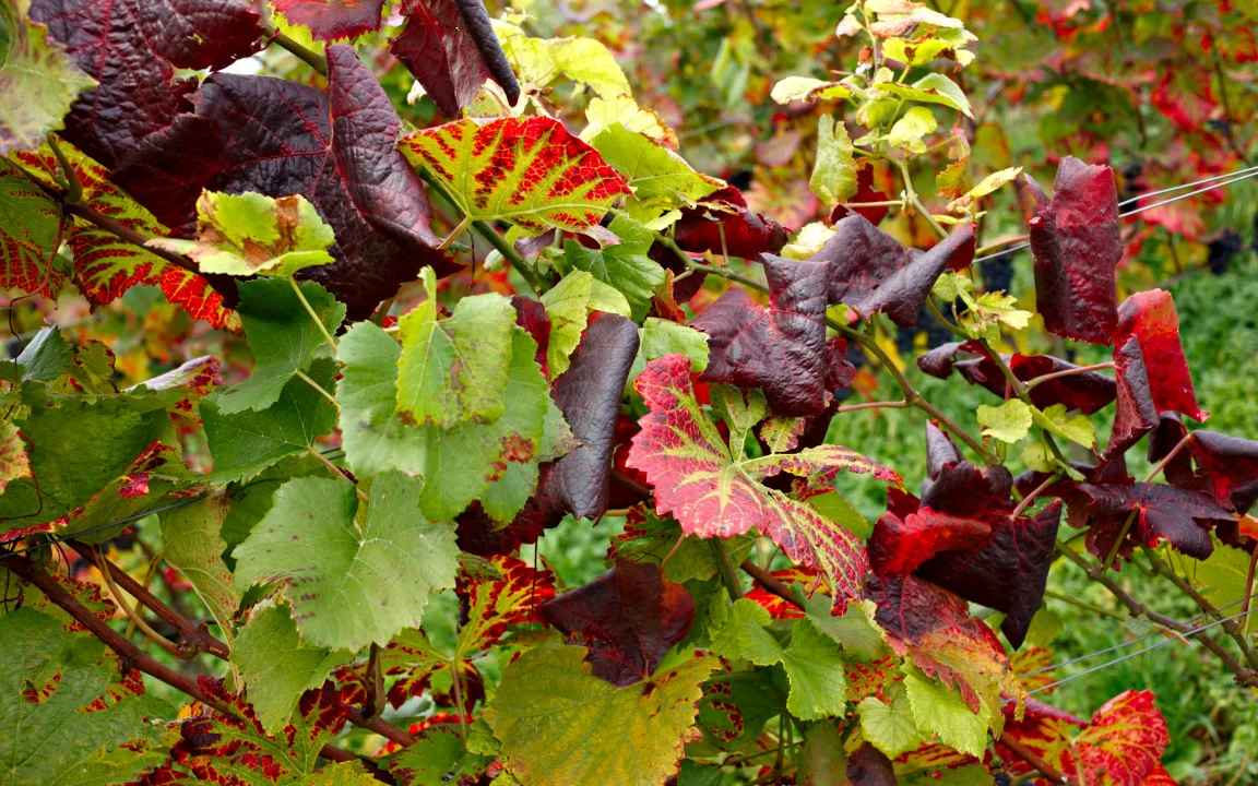 Die Amerikanische Zikade überträgt die Goldgelbe Vergilbung von Rebe zu Rebe