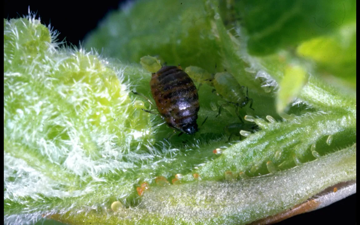 Gesucht: Hauptüberträger des Kartoffelmosaikvirus
