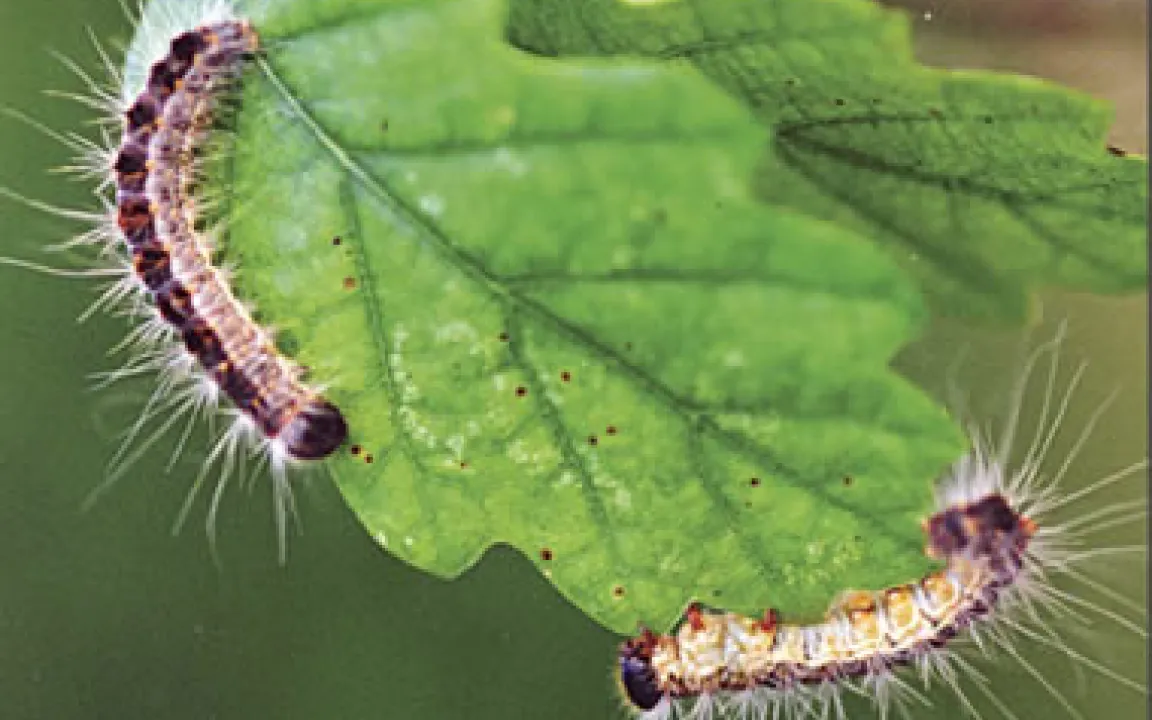 Raupenalarm in Rhein-Main
