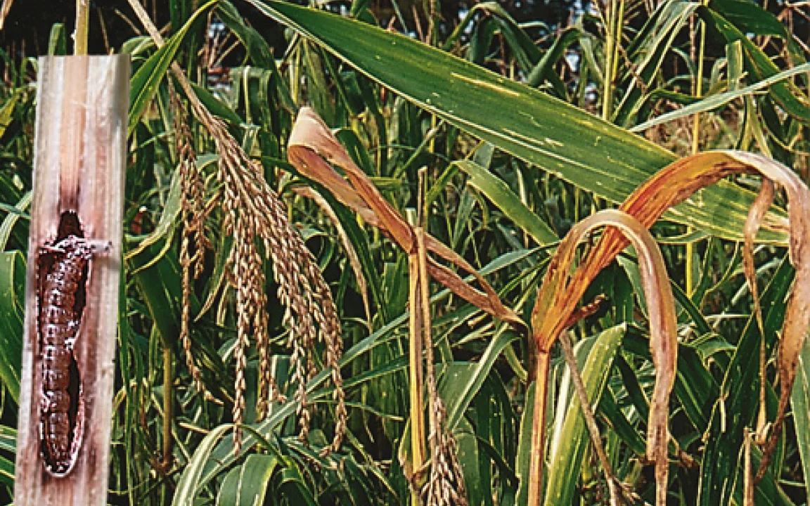 Ein Bodenbakterium in Diensten des Pflanzenschutzes