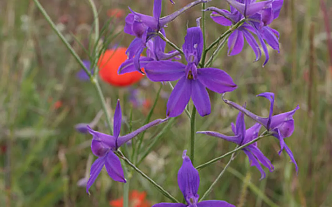 Seltene Ackerwildkräuter erhalten