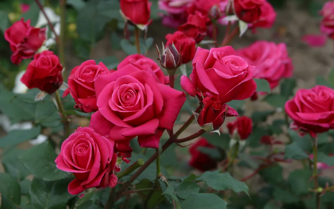 Neue Trends in der Rosenzüchtung