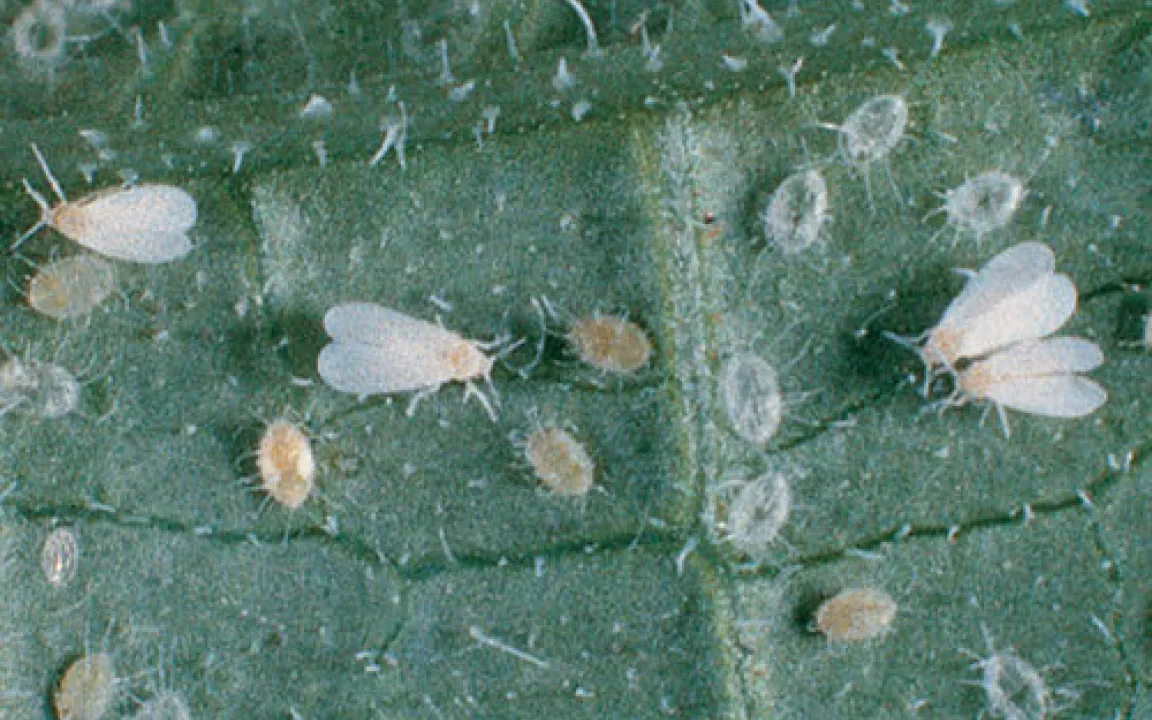 Weiße Fliegen auf grünen Blättern – chemisch oder biologisch bekämpfen? 