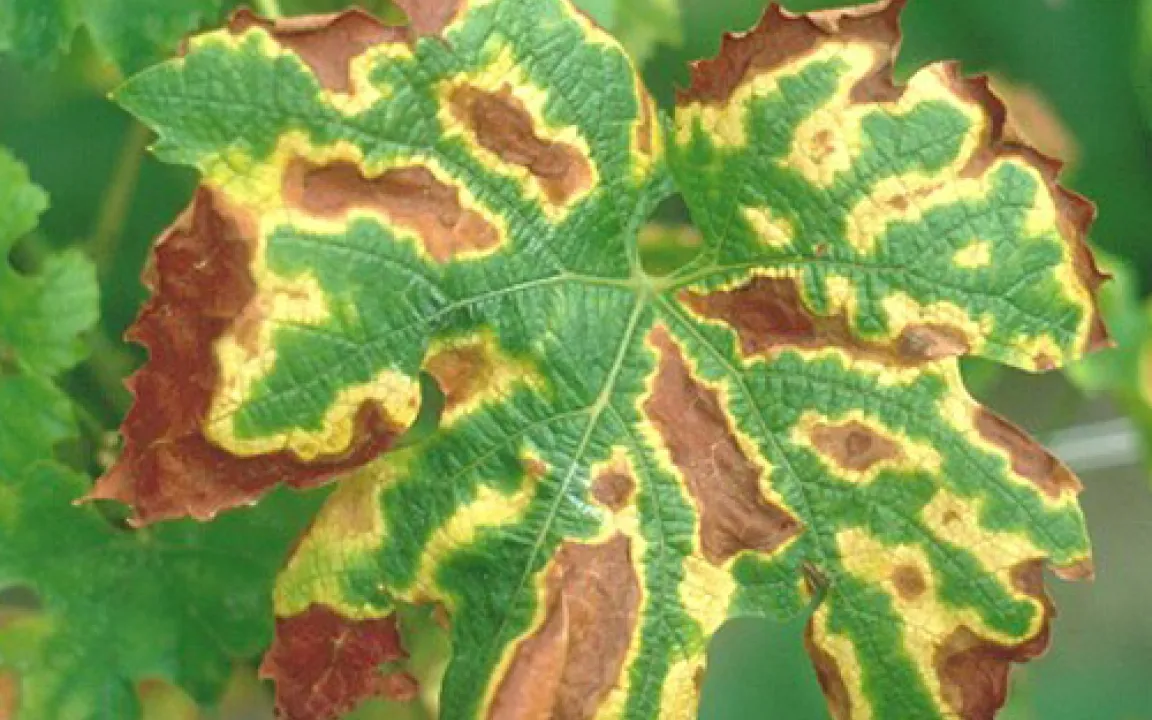 Die Esca-Krankheit breitet sich aus 