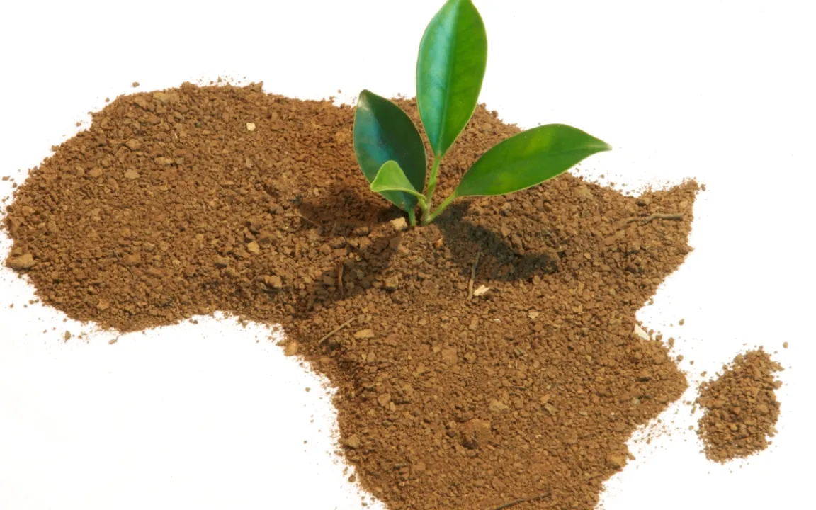 Grüne Gentechnik in Afrika: Aktuelle Lage und Perspektiven