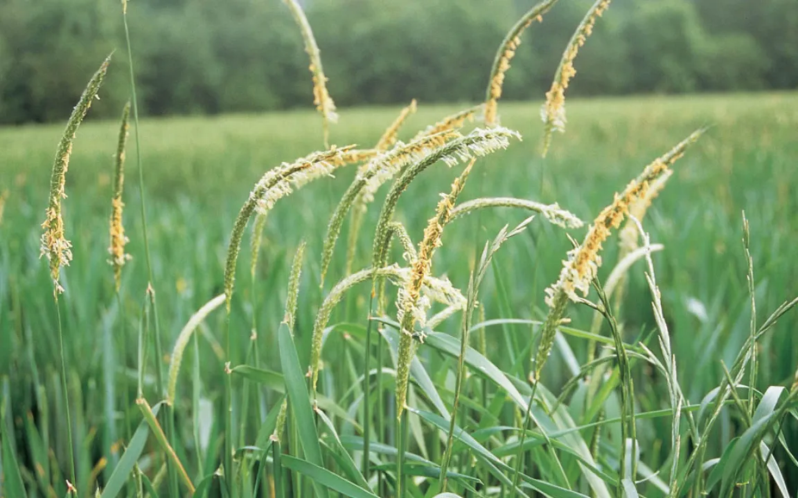 Keine Gnade für den Ackerfuchsschwanz