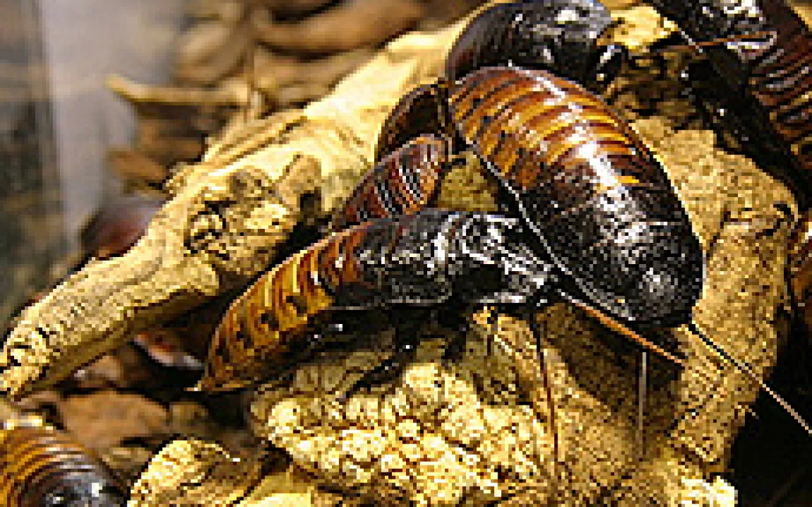 Schaben – die ungeliebten Begleiter der Menschen