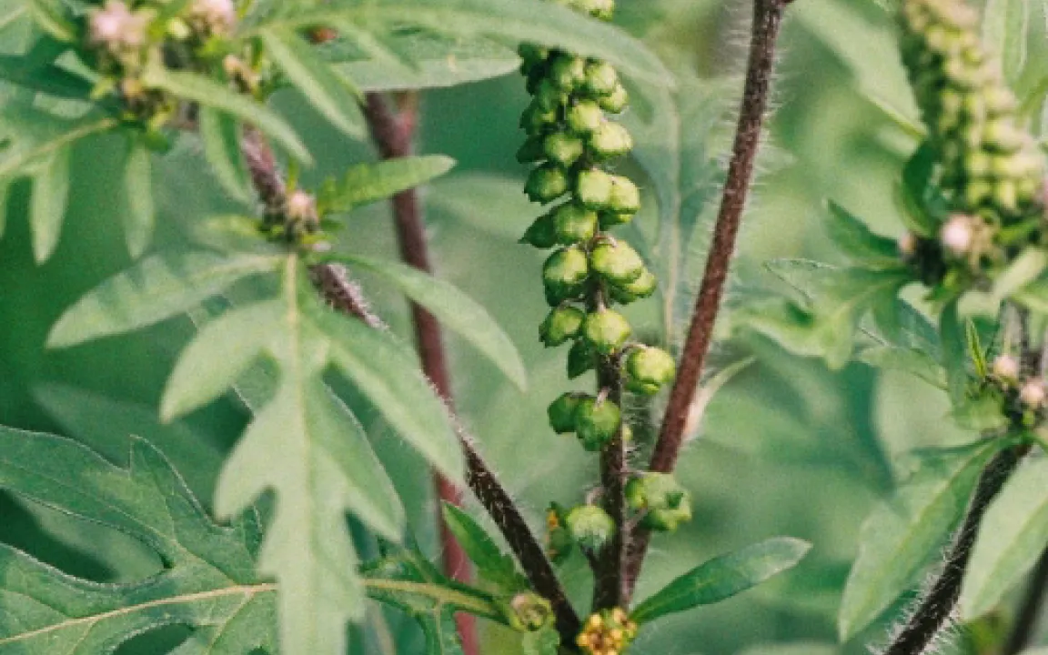 Ambrosia – Alarm für Pollen-Allergiker 