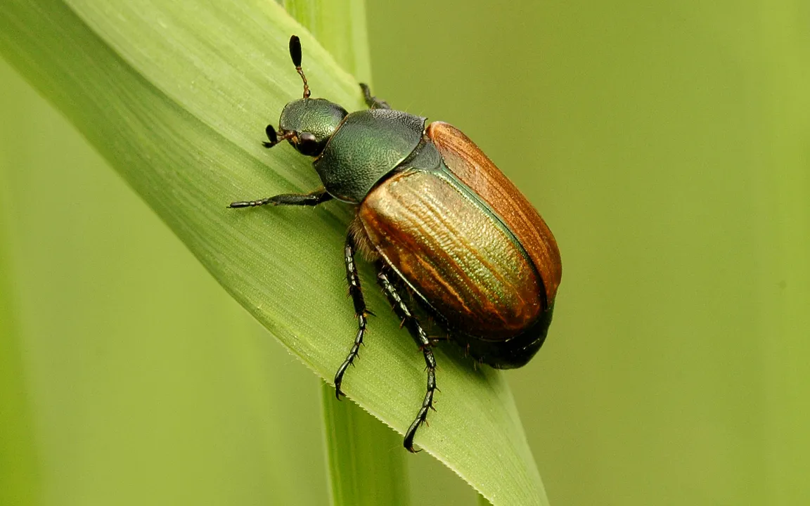 Junikäfer und Julikäfer: Die Namen verraten ihre Hauptflugzeit