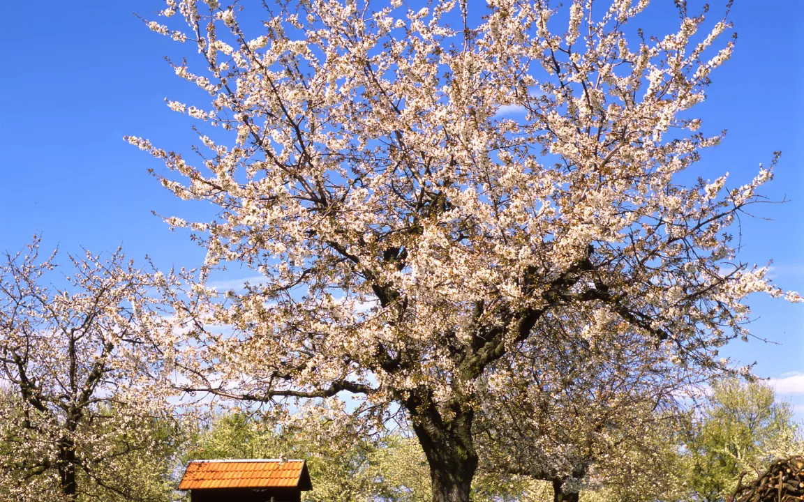 Ausgebremst: Der Rundköpfige Apfelbaumbohrer findet keine Heimat in Europa 