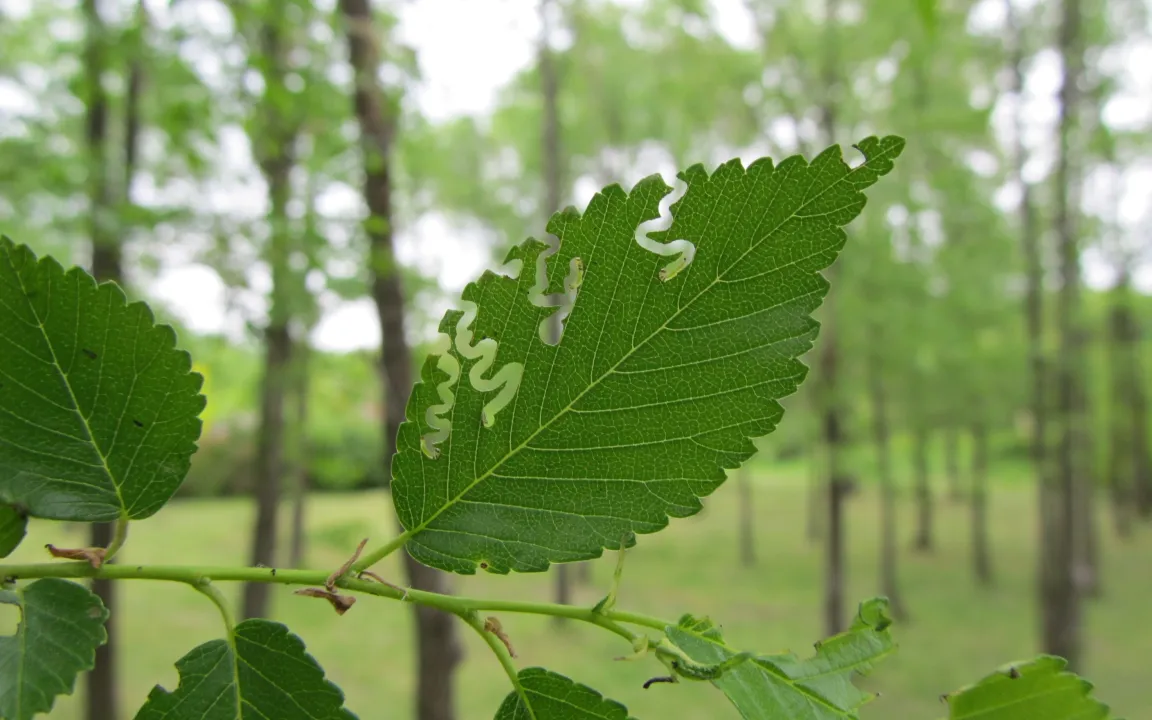 Die Zickzack-Blattwespe heißt, wie sie frisst