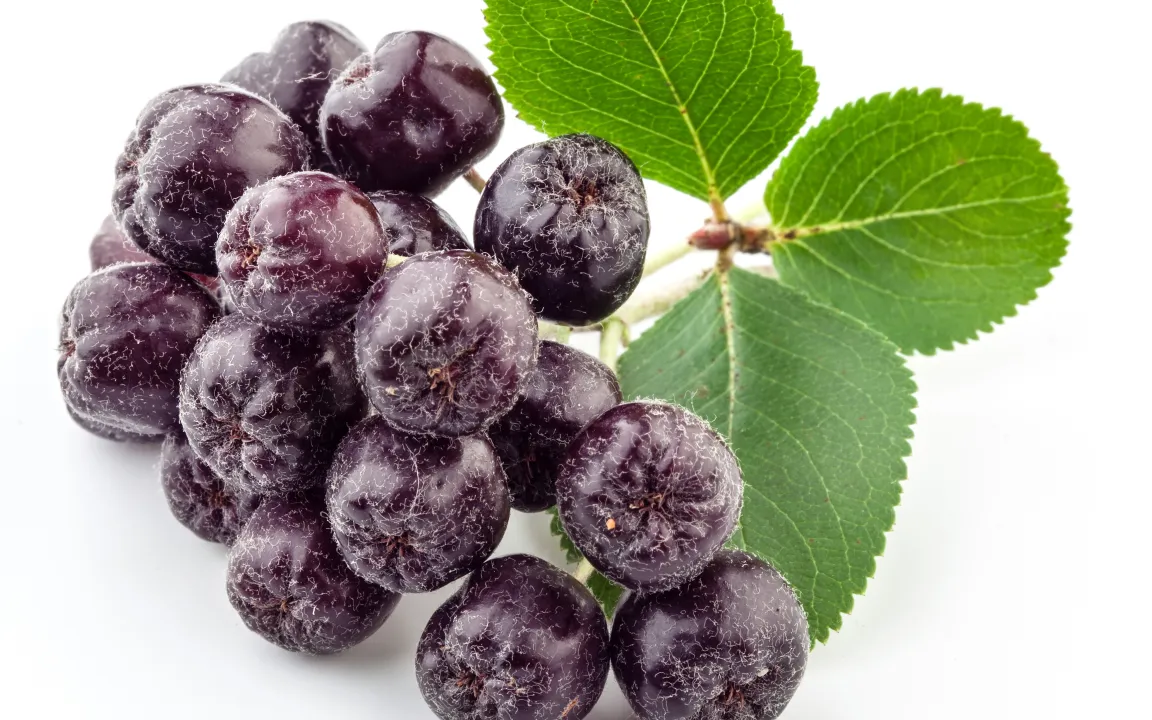 Aronia – schon wieder eine Superbeere?