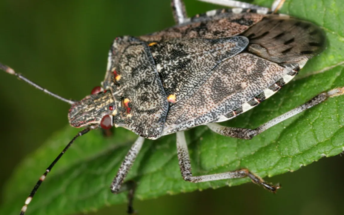 Die Wanzen kommen – oft von weit her 