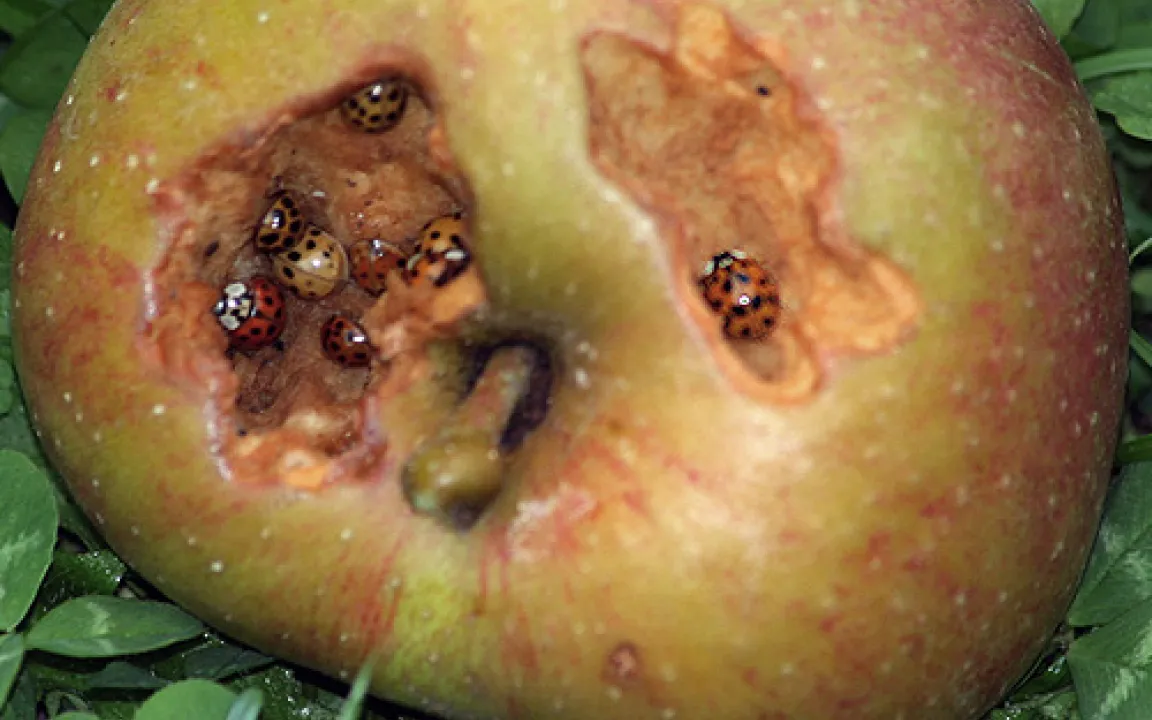 Asiatische Marienkäfer im Apfelsaft?