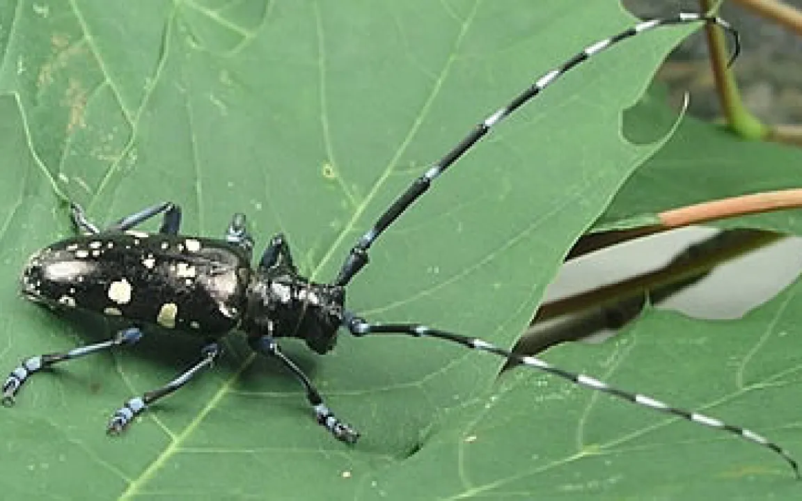 Gefährlicher Laubholzbockkäfer – 30 Bäume mussten fallen