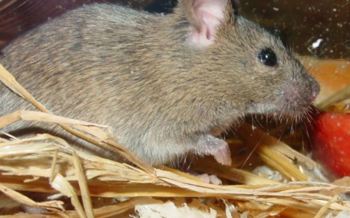 „Wir haben ein Mäuseproblem“