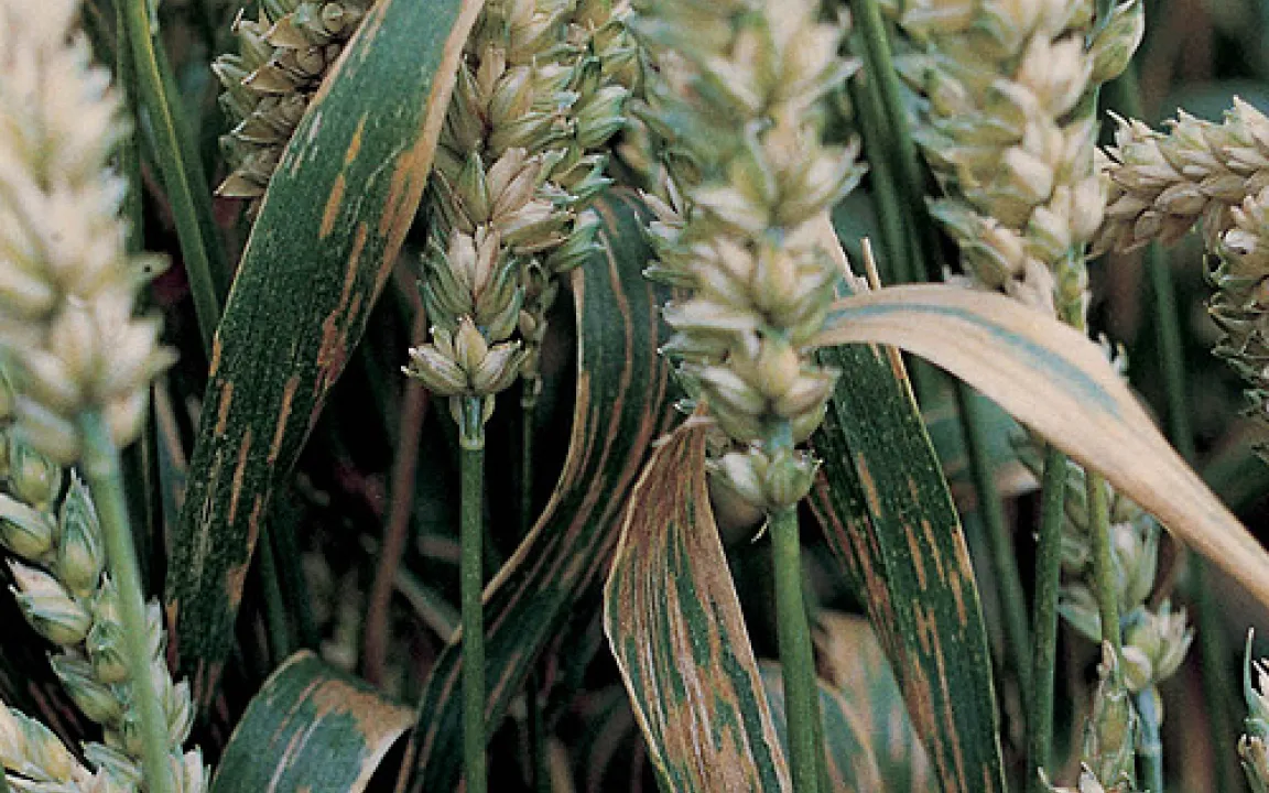 Hähnchen und Läuse im Weizen