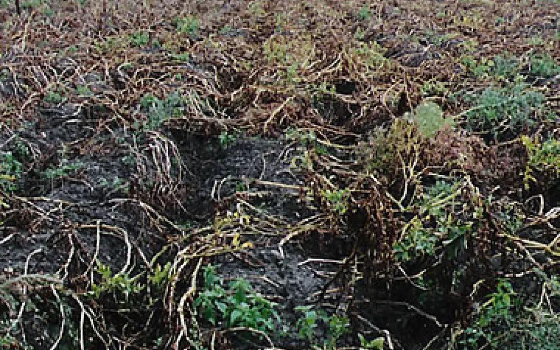 Die Kraut- und Knollenfäule – Kartoffelkrankheit Nr. 1