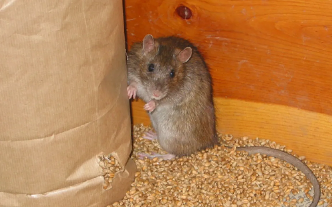Ratten auf dem Vormarsch. Droht eine Rattenplage? 