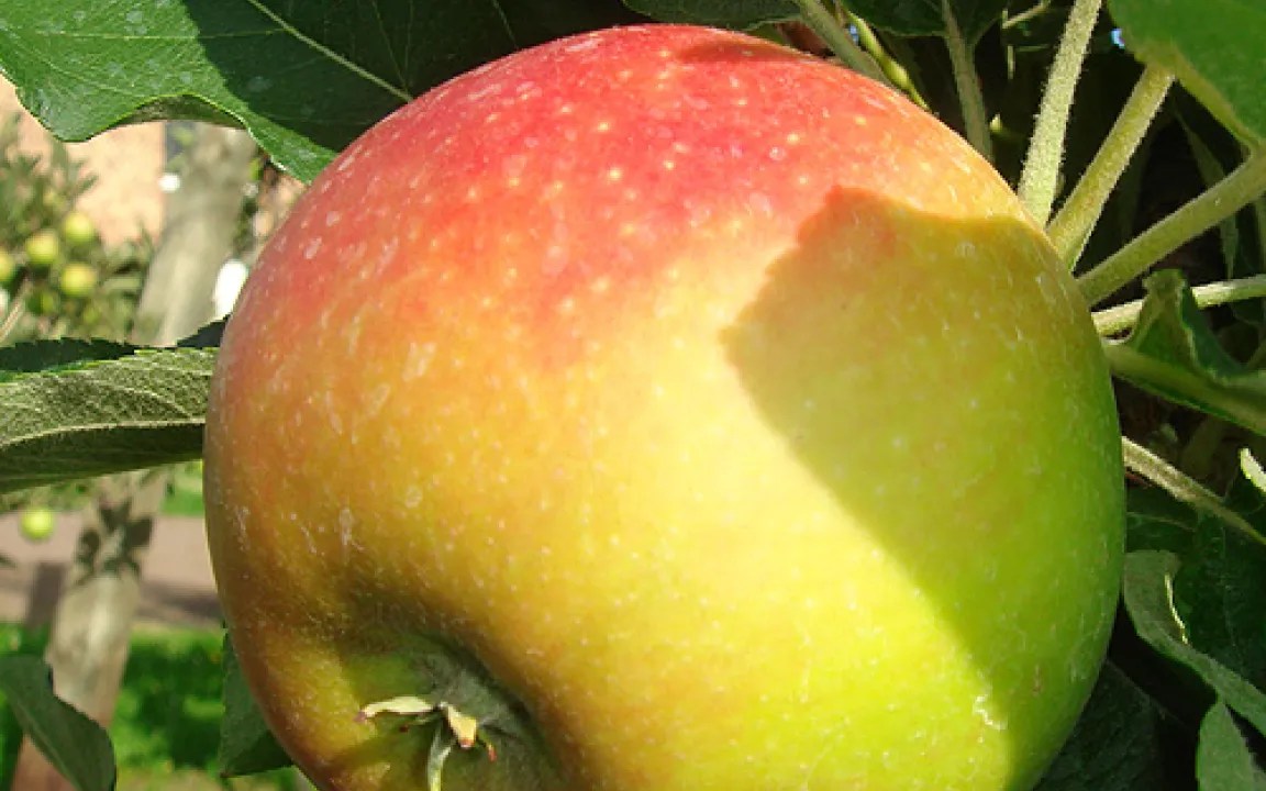 Ein Apfelbaum erzählt: Fitnesskur mit Calcium