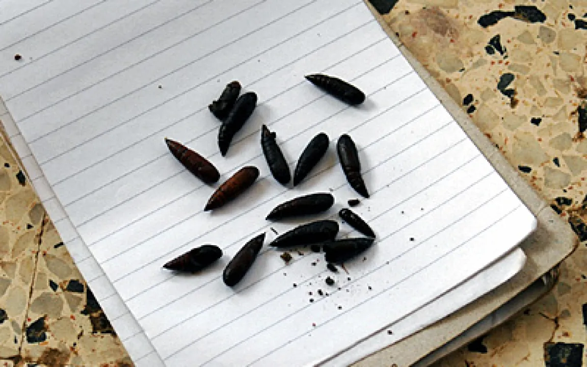 Raupenplage versetzte Liberia in den Notstand