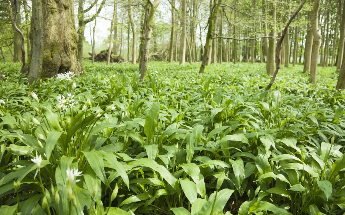 Knoblauchartiges Gemüse aus dem Wald