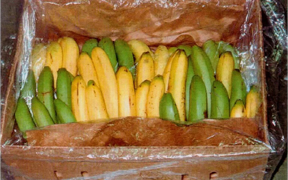 Ohne Pflanzenschutzmittel keine Bananen