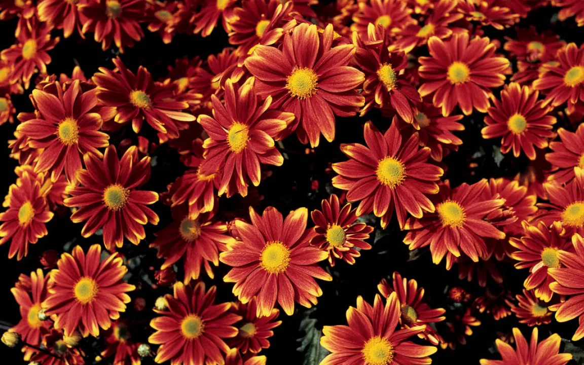 Insektizide aus der Natur