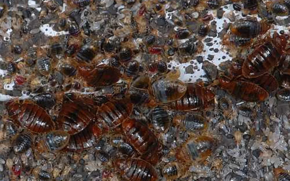 Immer mehr Bettwanzen – auch in Europa