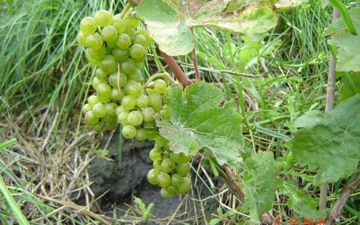 Versuchsanbau: Wein auf dem Kalimandscharo