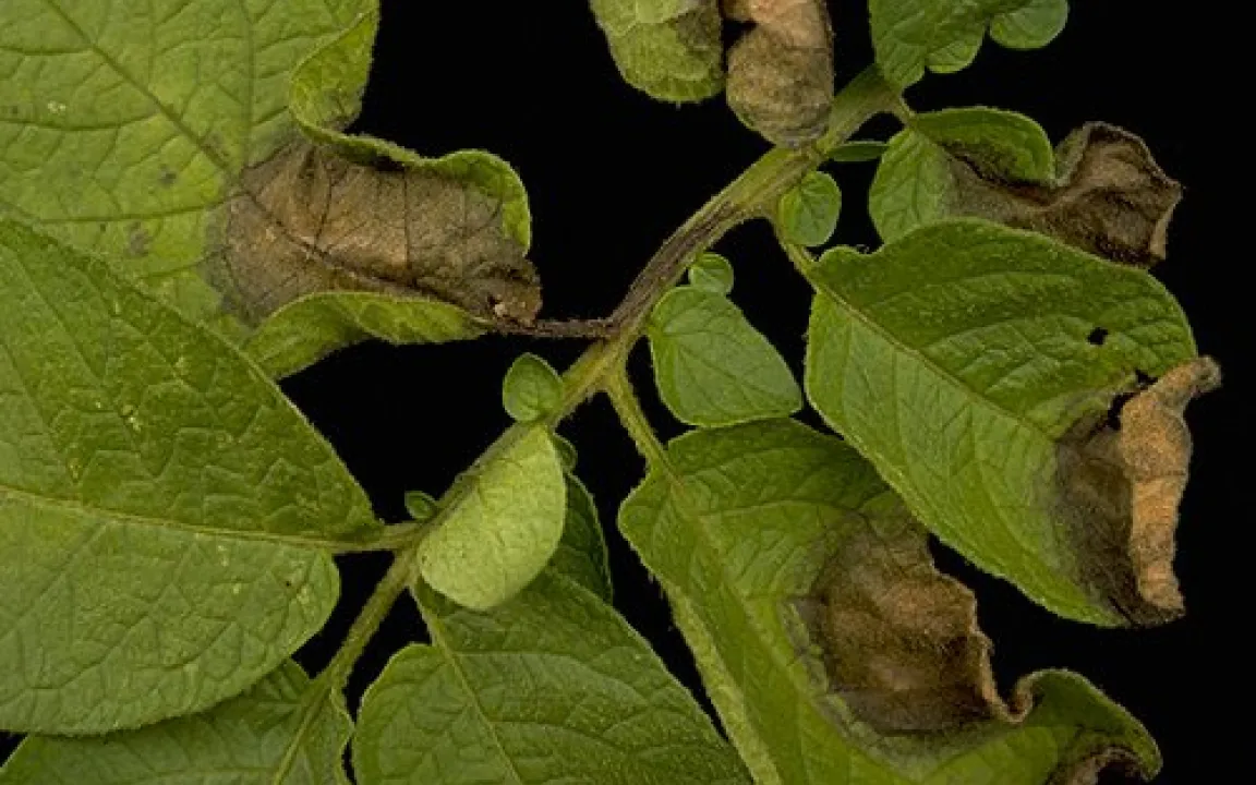 Hoffnung für Kartoffelbauern 