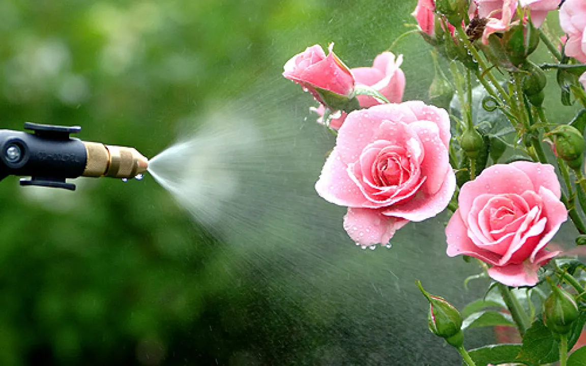 Pflanzenschutzmittel im Hobbygarten 