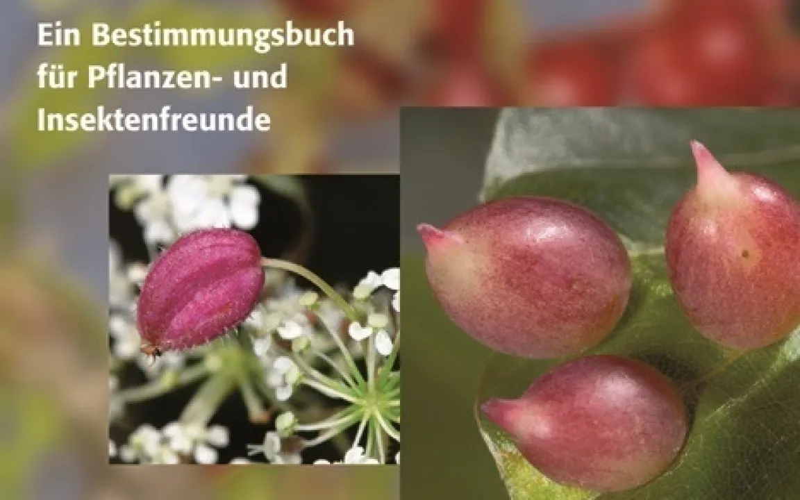 Geheimnisvolle Pflanzengallen